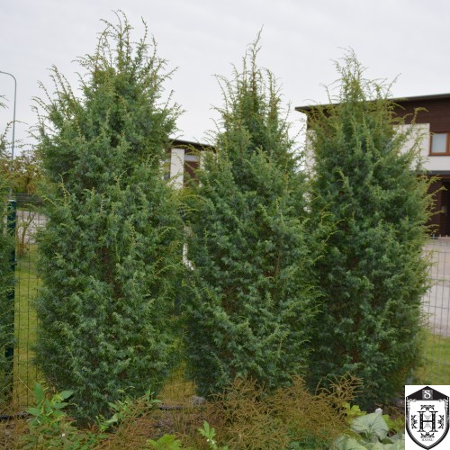 Juniperus communis 'Hibernica' - Harilik kadakas 'Hibernica' C5/5L